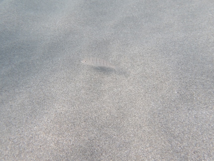 Non abbiamo visto molti pesci sulla nostra spiaggia.