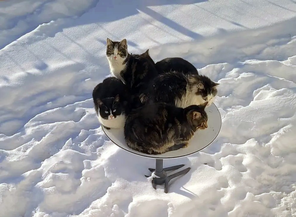 Cats like the heating of the Starlink dishes.