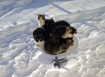 Les chats apprécient le chauffage intégré des paraboles.