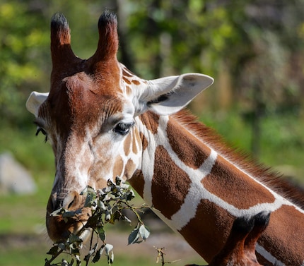 Selbst bei einer weit entfernten Giraffe kann der Ausschnitt auf den Kopf beschränkt werden.