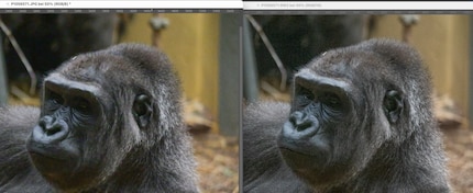 In Photoshop, il trucco funziona. A sinistra JPEG, a destra RAW.