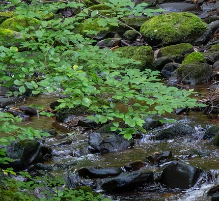 Avec la suppression du bruit, même une photo 10 000 ISO est de bonne qualité.
