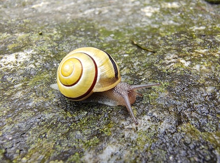 Bei der kleinen Schnecke sehe ich im Makromodus viele Details.