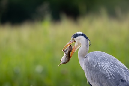 La distance focale est plus importante que la luminosité pour la photographie d'oiseaux. Pour ce cadrage, il faudrait 1200 mm sur un appareil plein format.