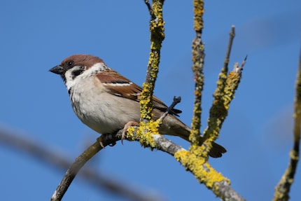 Exemple d'une photo prise avec le 200-800mm à une distance relativement courte. La courte distance de mise au point de 3,3 mètres est importante pour photographier les petits oiseaux en grand. Ce n'est pas possible avec les 6 mètres de distance minimale de la focale fixe 800mm bon marché.