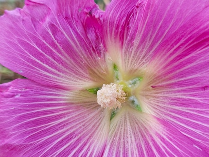 Ma photo macro la plus réussie pour l’instant.