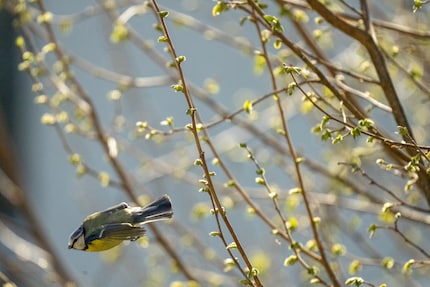 La mésange en plein vol ne peut être capturée, si tant est qu'elle le soit, qu'avec un grand cadrage. Il faut à la fois une haute résolution et une grande vitesse pour ce genre de scène.