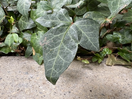 The phone automatically goes into macro mode without telephoto when you get close the motif.