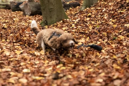 Un cane marrone in mezzo a delle foglie marroni a volte mette a dura prova anche il miglior autofocus. Soprattutto se non gli do alcun suggerimento.