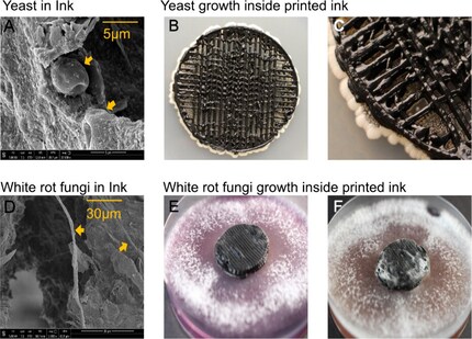 Fungi multiply on the 3D-printed electrodes.