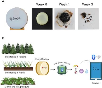 The top row of images shows the decomposition of the wax housing over three weeks. Below, the possible use of the battery for environmental monitoring sensors is shown.