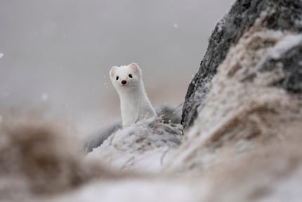 Le 400-800mm est particulièrement adapté aux petits animaux ou aux longues distances.