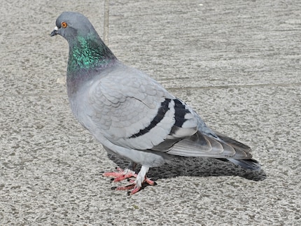 Gurr, gurr. Die Taube hat schöne Farben und ein klar erkennbares Federkleid. Hier mit dreifach optischem Zoom.