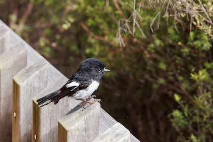 Ein Tomtit im Waiotapu-Areal, aufgenommen mit dem 24-105mm.