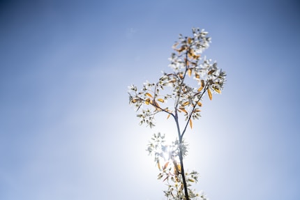 Anche in controluce diretto, il contrasto è mantenuto e il lens flare è molto ben controllato. La vignettatura è pronunciata a diaframma aperto, ma può essere facilmente corretta.