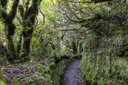 Ein violetter Waldweg ist ein klares Zeichen für einen falschen Weissabgleich.