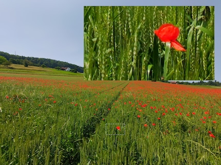 Die 48-Megapixel-Aufnahme wird schärfer als mit 12 Megapixeln, aber das Objektiv stösst an seine Grenzen.