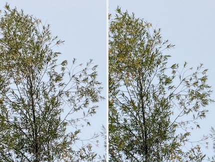 Die dedizierte Imaging Pipeline des 8x-Tele (rechts) holt im Vergleich zu einem simplen Photoshop-Crop des 4x-Tele (links) etwas mehr aus dem Sensor raus.
