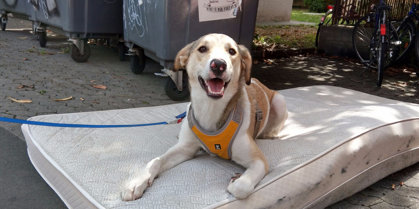 Does the Suunto Spartan Sport Wrist HR work on a pooch? Our rescue dog Pinky gives it a whirl