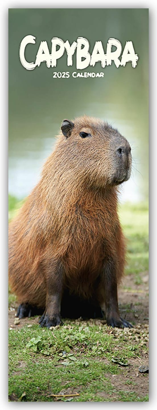 Capybara capybara 2025 (15 x 42 cm, Anglais) acheter sur Digitec