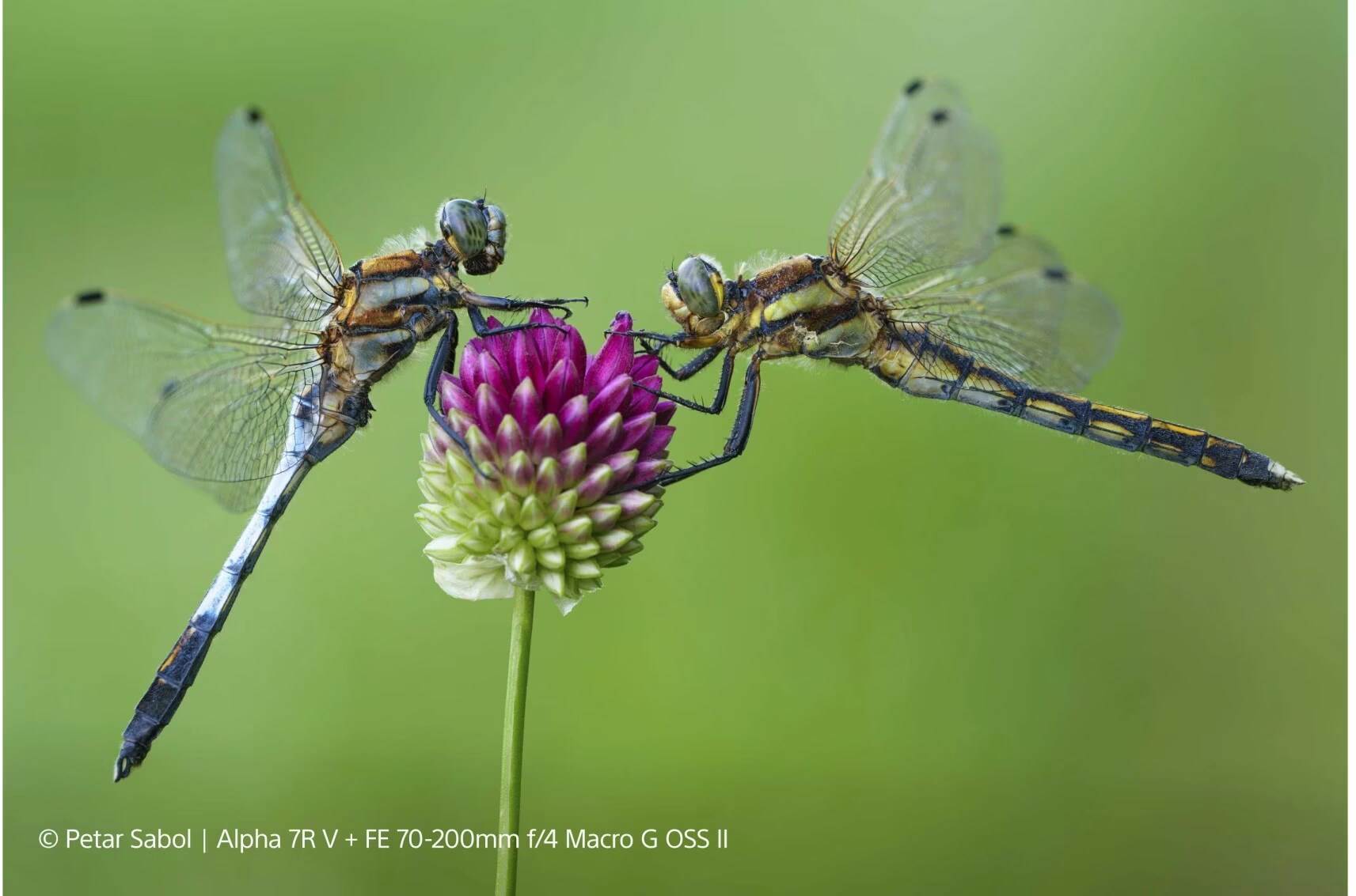 Sony FE 70-200mm F4 Macro G OSS II - (EU) - kaufen bei Digitec